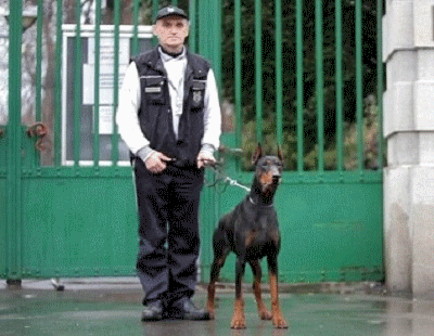 DOBERGARD Doberman