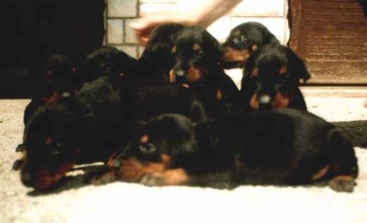 tenci Dobermana