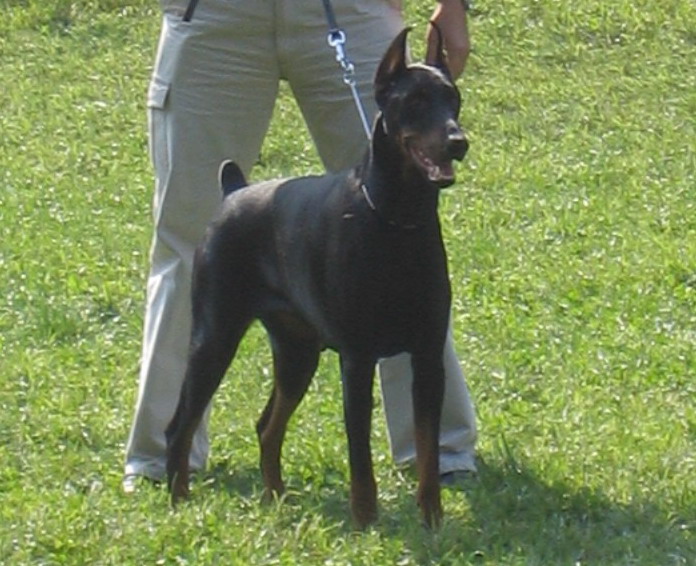 ZAMBA OF RITOPEK